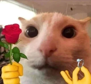 🌟 emoji 🐈💞Cats💞🐈‍⬛ Telegram sticker 24 of 85