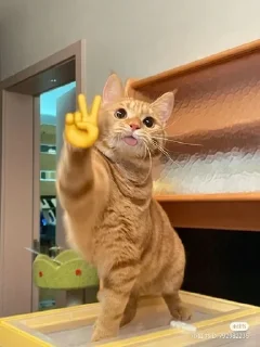 ⭐ emoji 🐈💞Cats💞🐈‍⬛ Telegram sticker 22 of 85