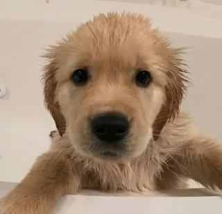 Sticker from puppy puppy puppy