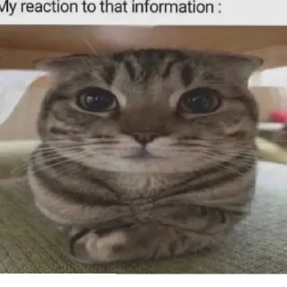 😄 emoji Я их сделал 3 Telegram sticker 20 of 60