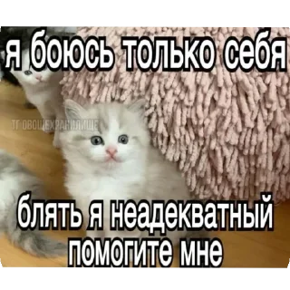 🙏 emoji Больше стикеров 👉🏻 @stickertg4 Telegram sticker 15 of 35