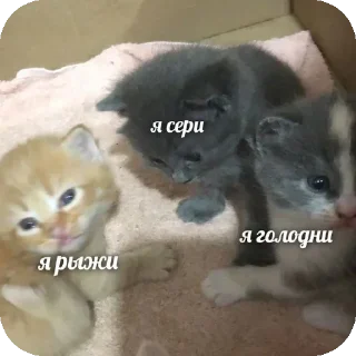🐱 emoji Больше стикеров 👉🏻 @stickertg4 Telegram sticker 14 of 35