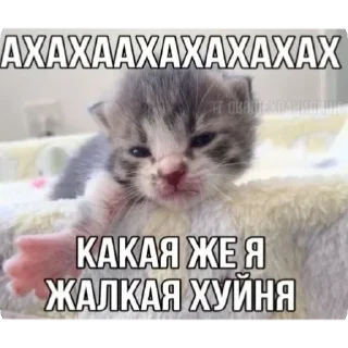 😊 emoji Больше стикеров 👉🏻 @stickertg4 Telegram sticker 2 of 35