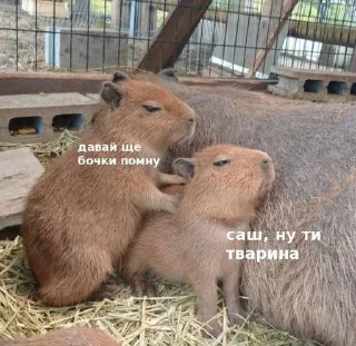 Sticker from Капибары 2 @QaXalOp @Unigwers