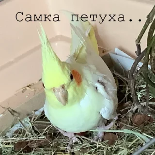 🐓 emoji Яша💛 Telegram sticker 20 of 20