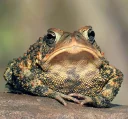 🐸 emoji Удивительные жабы Telegram sticker 13 of 33
