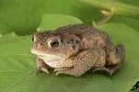 🐸 emoji Удивительные жабы Telegram sticker 14 of 33