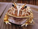 🐸 emoji Удивительные жабы Telegram sticker 15 of 33