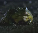 🐸 emoji Удивительные жабы Telegram sticker 11 of 33