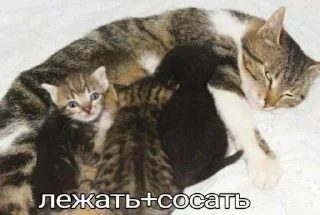 🏆 emoji ЖИВОТНЫЕ Telegram sticker 14 of 120