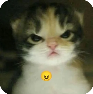 😾 emoji Cats😸💗 Telegram sticker 24 of 27