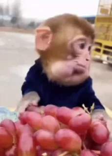 🍇 emoji Monkey Video Stickers Telegram sticker 5 of 14