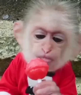 Sticker from Monkey Video Stickers