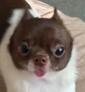 😛 emoji Хаккимару 3 Telegram sticker 24 of 120