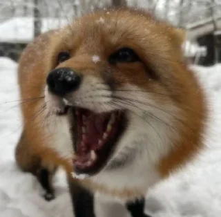 Sticker from 🦊  // 𝓗𝓪𝓹𝓹𝔂 𝓯𝓸𝔁𝓮𝓼 // 🦊