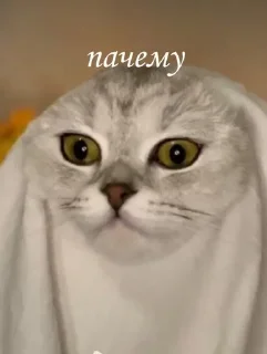 ❓ emoji на все случаи жизни Telegram sticker 24 of 53