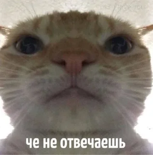 🌟 emoji На все случаи жизни Telegram sticker 14 of 95