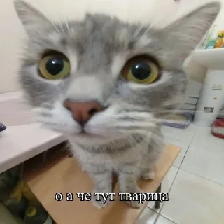 🥸 emoji на все случаи жизни Telegram sticker 16 of 53