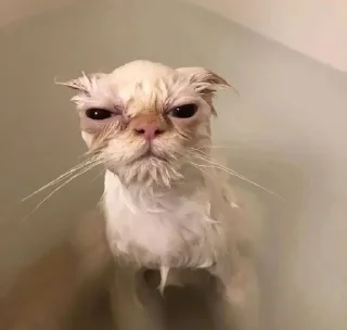 😑 emoji Люблю котиков Telegram sticker 8 of 35