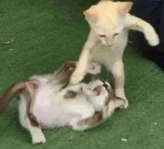 😡 emoji Люблю котиков Telegram sticker 10 of 35