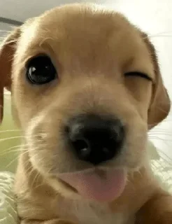 😀 emoji бебе Telegram sticker 5 of 55