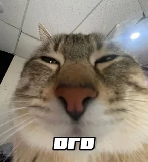 Sticker from шось by @shpthfu