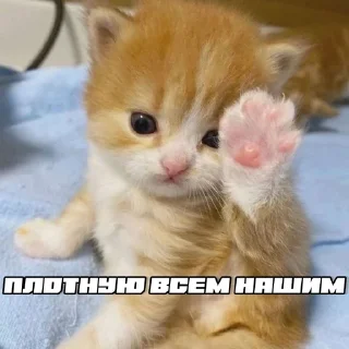 🙋 emoji шось by @shpthfu Telegram sticker 20 of 44