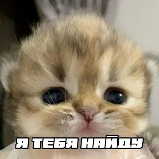 🫵 emoji шось by @shpthfu Telegram sticker 21 of 44
