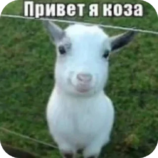 🐐 emoji аьаээь Telegram sticker 17 of 91