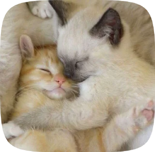 🥰 emoji мы!! Telegram sticker 23 of 50