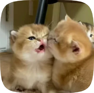 🥰 emoji мы!! Telegram sticker 19 of 50