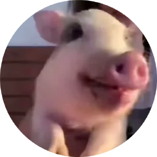 🌟 emoji Свинота ЕАK Telegram sticker 10 of 27