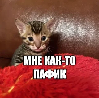 😐 emoji @sqeay лучший ёж Telegram sticker 9 of 14
