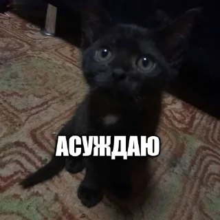 👶 emoji @sqeay лучший ёж Telegram sticker 12 of 14