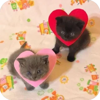 🫥 emoji сосиски Telegram sticker 20 of 31
