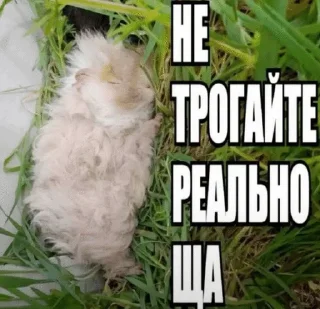🌟 emoji Пикчи тт Telegram sticker 9 of 65