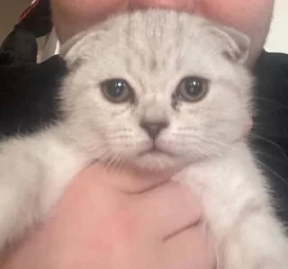 👼 emoji Завертин милашкеrrr Telegram sticker 20 of 24