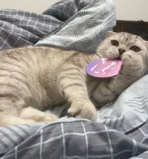 😺 emoji Завертин милашкеrrr Telegram sticker 5 of 24