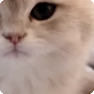 ❤️ emoji Китикет Telegram sticker 18 of 79