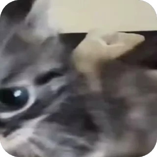 😡 emoji Китикет Telegram sticker 11 of 79