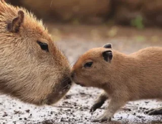 💏 emoji Capybaras Telegram sticker 12 of 39
