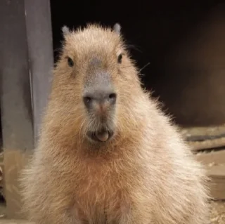 😱 emoji Capybaras Telegram sticker 5 of 39