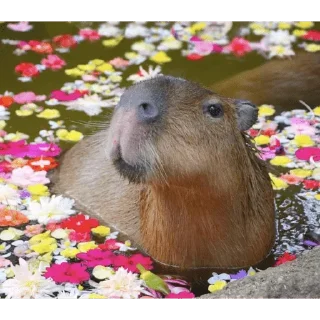 🌸 emoji Capybaras Telegram sticker 16 of 39