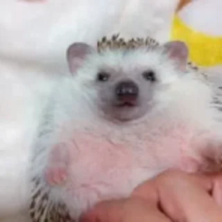 🦔 emoji Ээ Telegram sticker 23 of 120