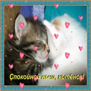 😽 emoji СПОКИ/заказать @yleystickers. Telegram sticker 24 of 115