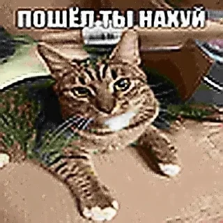 🌟 emoji Хуйня с тиктока от Бомжа Telegram sticker 19 of 120