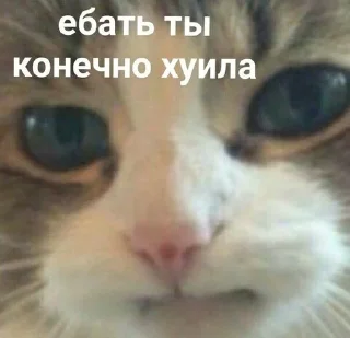 🌟 emoji Мемные переговоры Telegram sticker 14 of 86