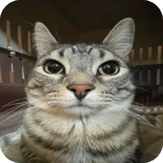 🐱 emoji mamkoeb Telegram sticker 10 of 53