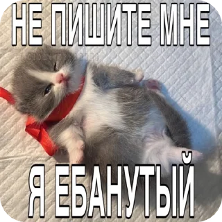 🌟 emoji Котики в суицидальной агонии Telegram sticker 16 of 40