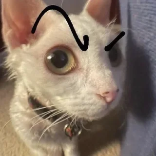 Sticker from Cats
